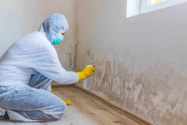 Licensed Mold Remediation service in New Holland, PA - WQB Mold Removal